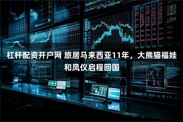 杠杆配资开户网 旅居马来西亚11年，大熊猫福娃和凤仪启程回国